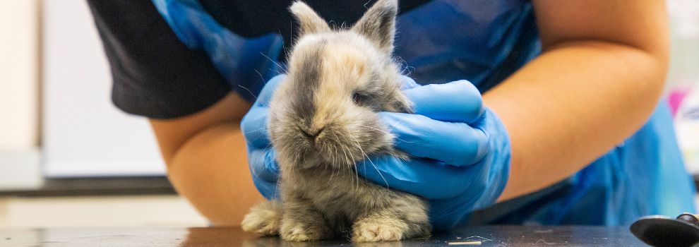 Emergency bunny store vet near me